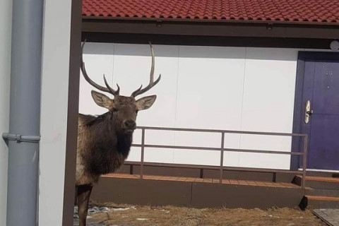 Борхүү уулнаас буугаагүй, Богдхан уулан дахь хамгаалалтын талбайд байгаа гэнэ.