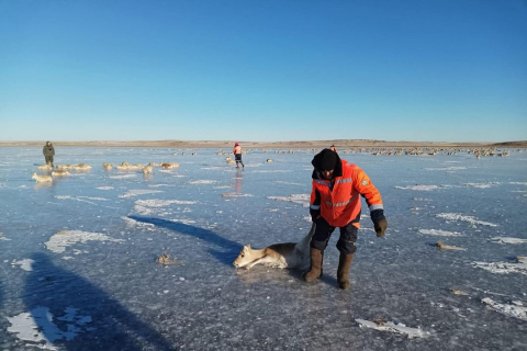 Мөсөн дээр наалдан амьдаараа тарчилж буй цагаан зээрүүдийг аврахаар ажиллаж байна