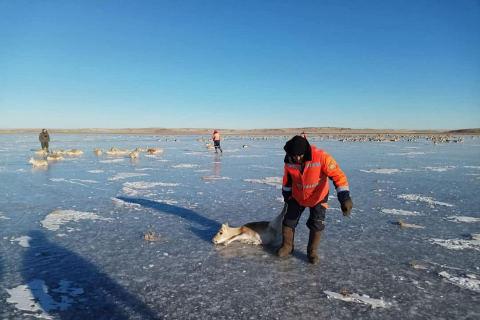 Тодруулга: Мөсөн дээр наалдсан 1000 гаруй зээрийг нуураас гаргасан, 40 орчим нь үхсэн байсан