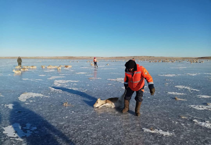 Тодруулга: Мөсөн дээр наалдсан 1000 гаруй зээрийг нуураас гаргасан, 40 орчим нь үхсэн байсан